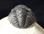 Barrandeops ovatus (McKELLAR & CHATTERTON 2009) - Bild © FossNet FossilienStore